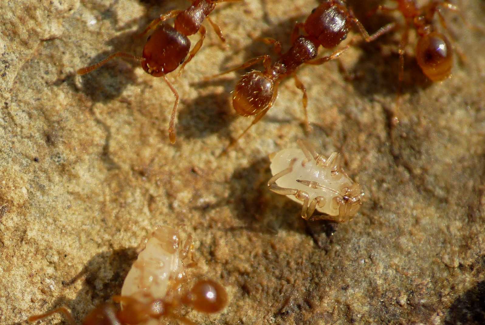 Altri afidi ( Fam.  Aphididae)  presso formiche Tetramorium